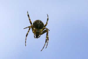 Fobia a las arañas